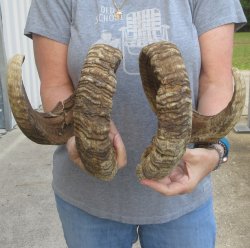 35" & 36"...