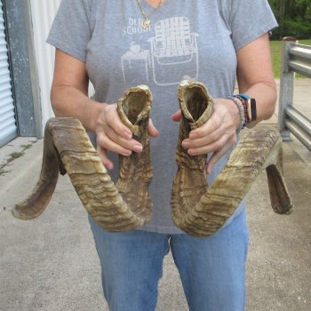 35" & 36" Matching Pair Ram Sheep Horns