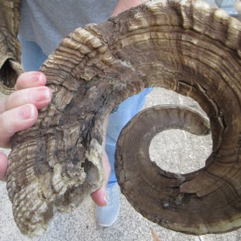 35" & 36" Matching Pair Ram Sheep Horns