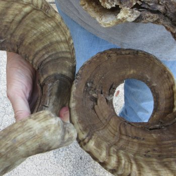 35" & 36" Matching Pair Ram Sheep Horns