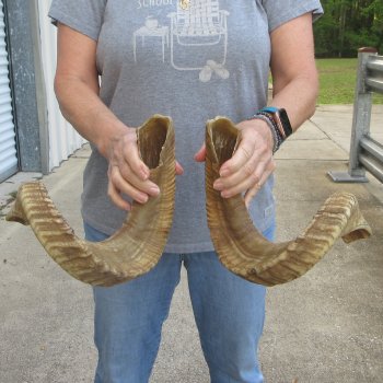 26" Matching Pair Ram Sheep Horns