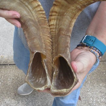26" Matching Pair Ram Sheep Horns