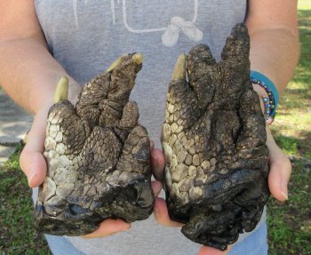 2 pc lot of 5 inch Preserved Alligator Feet 
