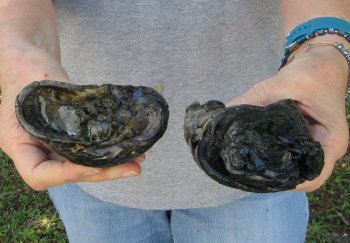 2 pc lot of 5 inch Preserved Alligator Feet 