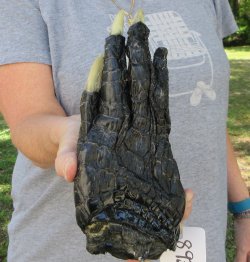 9 inch Preserved Alligator Foot 