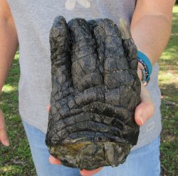 7 inch Preserved Al...