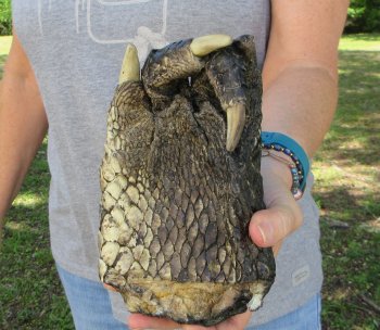 7 inch Preserved Alligator Foot 