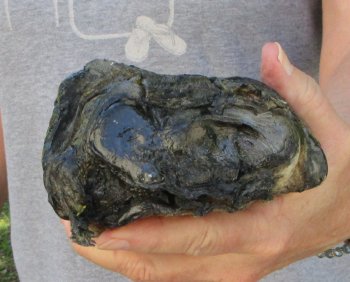 7 inch Preserved Alligator Foot 