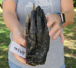 8 inch Preserved Alligator Foot 