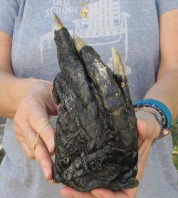 7 inch Preserved Alligator Foot 