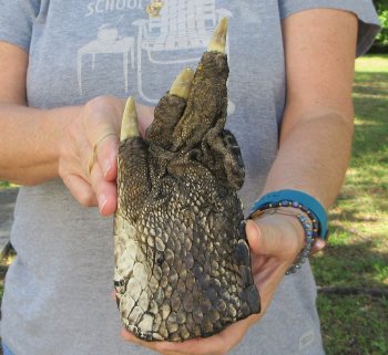 7 inch Preserved Alligator Foot 