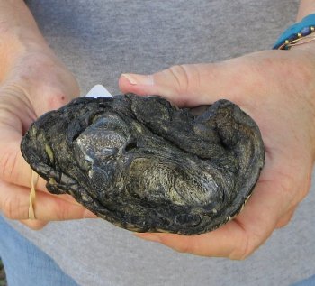 7 inch Preserved Alligator Foot 