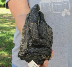 7 inch Preserved Al...