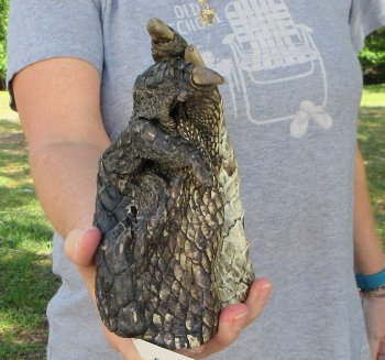 7 inch Preserved Alligator Foot 