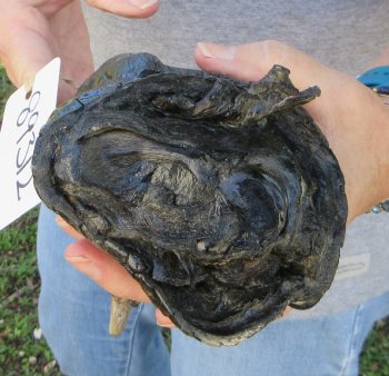 7 inch Preserved Alligator Foot 