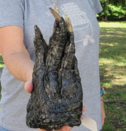 8 inch Preserved Al...