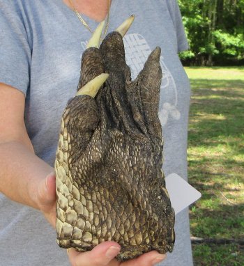 8 inch Preserved Alligator Foot 