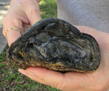 8 inch Preserved Alligator Foot 