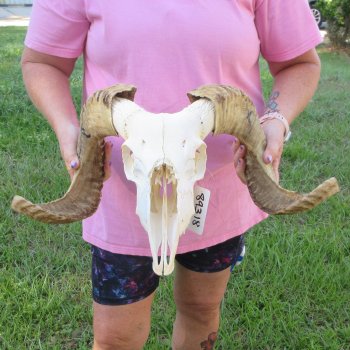 B-Grade African Merino Ram/Sheep Skull with 21-3/4" Horns 