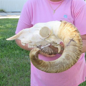 B-Grade African Merino Ram/Sheep Skull with 21-3/4" Horns 