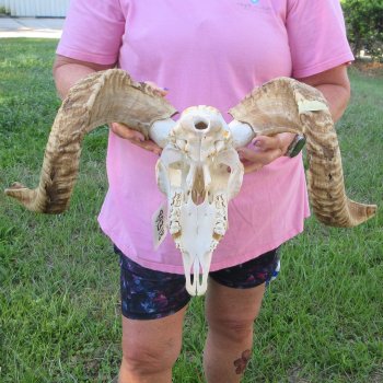 B-Grade African Merino Ram/Sheep Skull with 21-3/4" Horns 