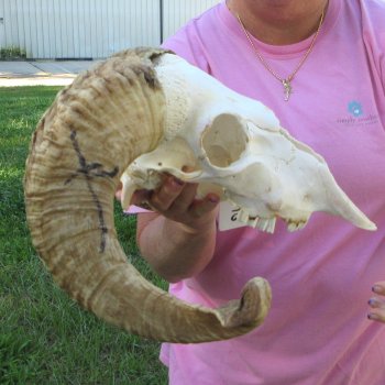 B-Grade African Merino Ram/Sheep Skull with 21-3/4" Horns 