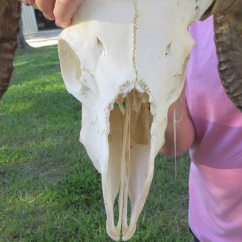 B-Grade African Merino Ram/Sheep Skull with 21-3/4" Horns 
