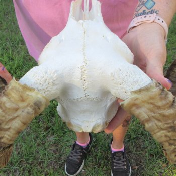 B-Grade African Merino Ram/Sheep Skull with 21-3/4" Horns 