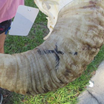 B-Grade African Merino Ram/Sheep Skull with 21-3/4" Horns 