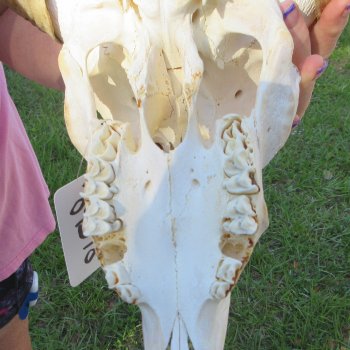 B-Grade African Merino Ram/Sheep Skull with 21-3/4" Horns 