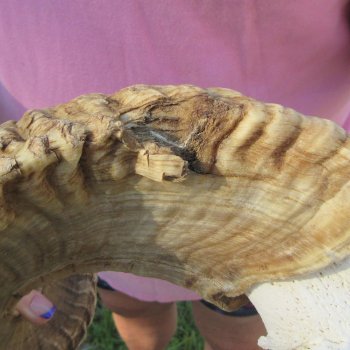 B-Grade African Merino Ram/Sheep Skull with 21-3/4" Horns 