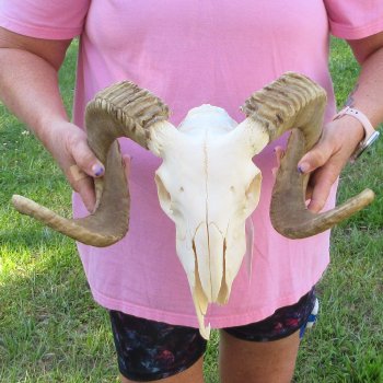 B-Grade African Merino Ram/Sheep Skull with 22-1/2" Horns 