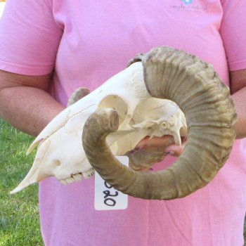B-Grade African Merino Ram/Sheep Skull with 22-1/2" Horns 