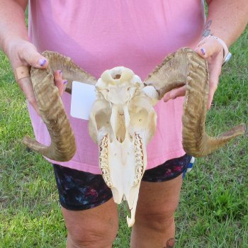 B-Grade African Merino Ram/Sheep Skull with 22-1/2" Horns 