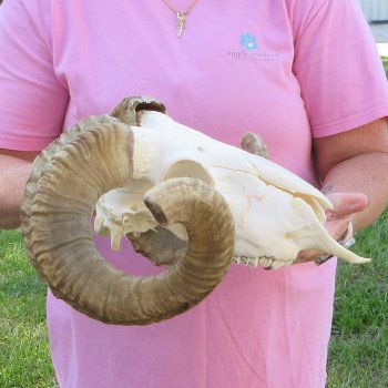 B-Grade African Merino Ram/Sheep Skull with 22-1/2" Horns 