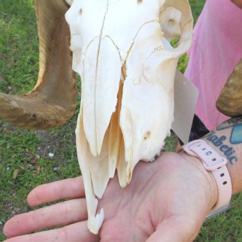 B-Grade African Merino Ram/Sheep Skull with 22-1/2" Horns 