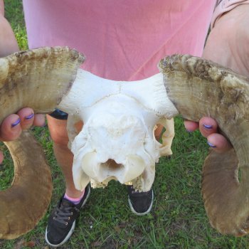 B-Grade African Merino Ram/Sheep Skull with 22-1/2" Horns 