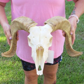 B-Grade African Merino Ram/Sheep Skull with 20-1/2" Horns 