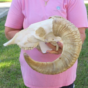 B-Grade African Merino Ram/Sheep Skull with 20-1/2" Horns 