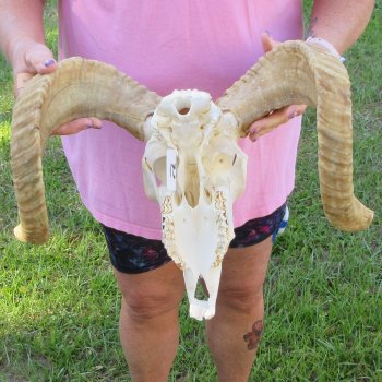 B-Grade African Merino Ram/Sheep Skull with 20-1/2" Horns 