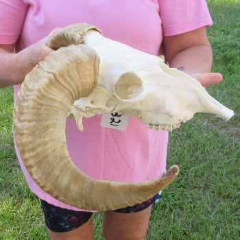 B-Grade African Merino Ram/Sheep Skull with 20-1/2" Horns 