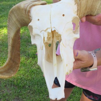 B-Grade African Merino Ram/Sheep Skull with 20-1/2" Horns 