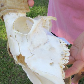 B-Grade African Merino Ram/Sheep Skull with 20-1/2" Horns 