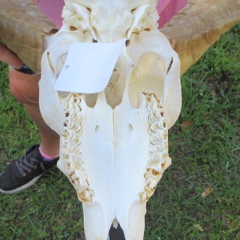 B-Grade African Merino Ram/Sheep Skull with 20-1/2" Horns 