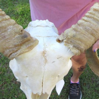 B-Grade African Merino Ram/Sheep Skull with 20-1/2" Horns 
