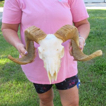 African Merino Ram/Sheep Skull with 21-1/2" Horns