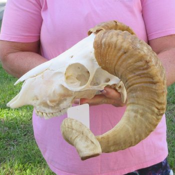African Merino Ram/Sheep Skull with 21-1/2" Horns