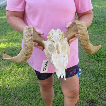 African Merino Ram/Sheep Skull with 21-1/2" Horns
