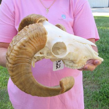 African Merino Ram/Sheep Skull with 21-1/2" Horns