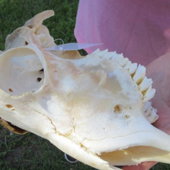 African Merino Ram/Sheep Skull with 21-1/2" Horns
